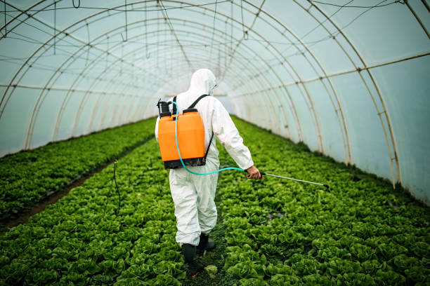Best Pest Removal Services  in York, AL