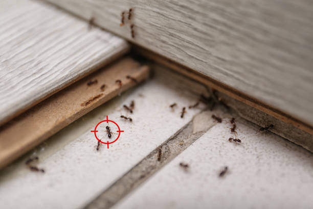 Best Residential Pest Control  in York, AL