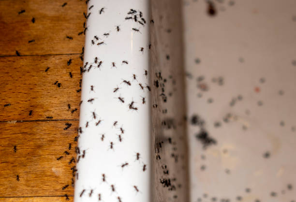 Best Flea Control Services  in York, AL