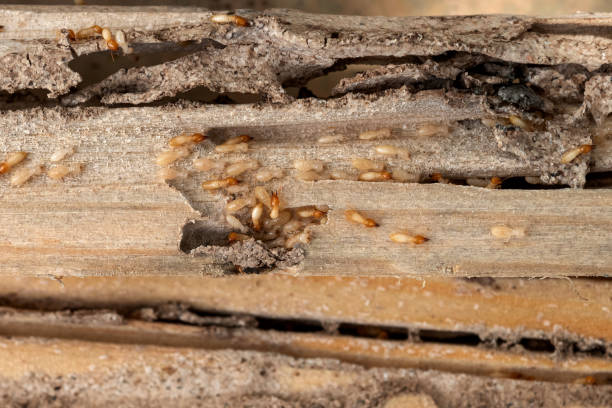 Best Wasp Removal Services  in York, AL