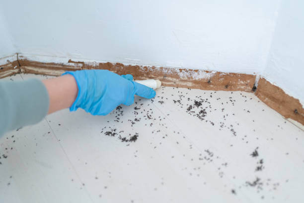 Best Best Pest Control Companies  in York, AL